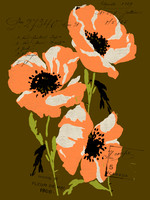 POPPY DRAWING